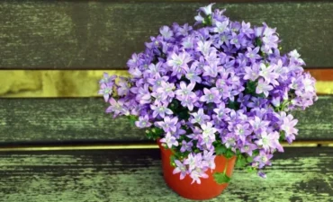 Vaso de Flor Personalizado para Decoração e Presentes Em Embu Das Artes