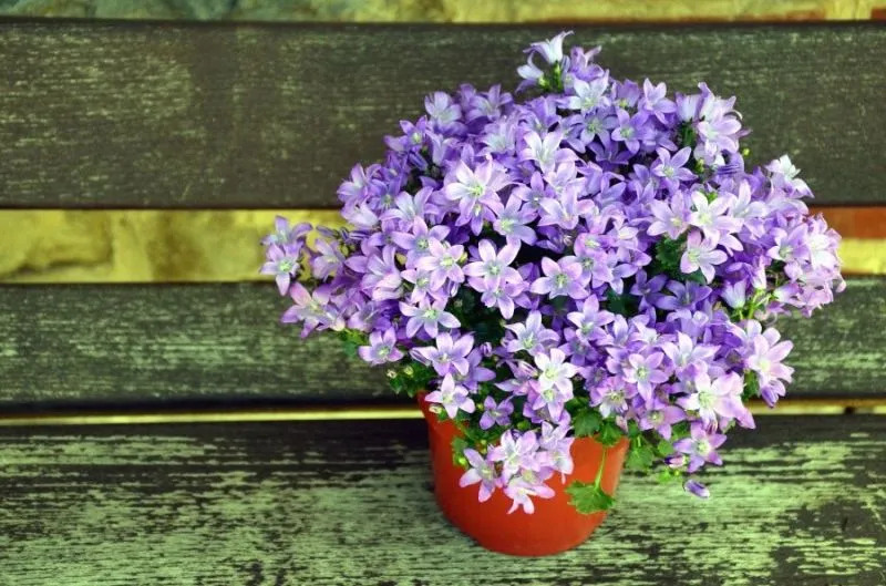 Vaso de Flor Personalizado para Decoração e Presentes Em Embu Das Artes