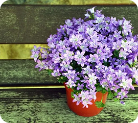 Vasos de flores